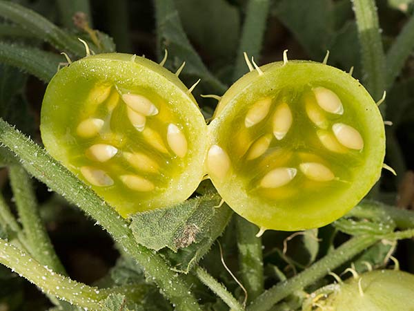 Frutos de la sandía amarga (Cucumis myriocarpus)