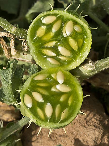 Frutos de la sandía amarga (Cucumis myriocarpus)