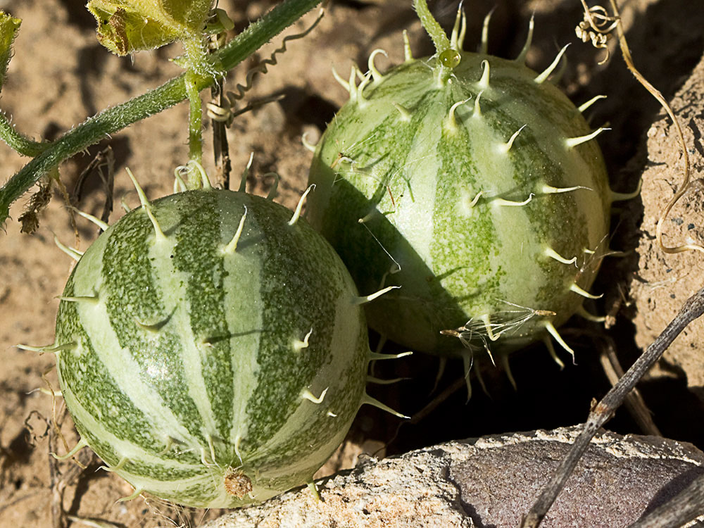 Frutos de la sandía amarga (Cucumis myriocarpus)