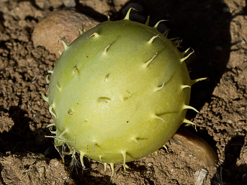 Frutos de la sandía amarga (Cucumis myriocarpus)