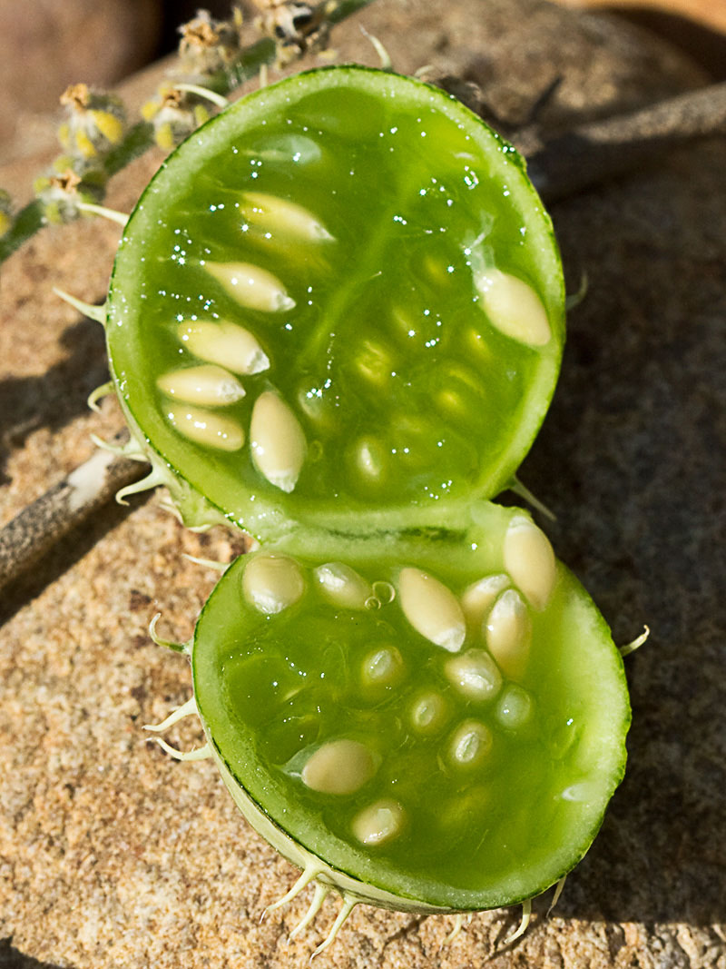 Semillas y pulpa de la sandía amarga (Cucumis myriocarpus)