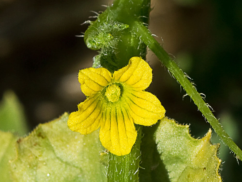 Flor de la sandía amarga (Cucumis myriocarpus)