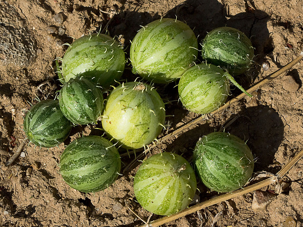 Frutos de la sandía amarga (Cucumis myriocarpus)