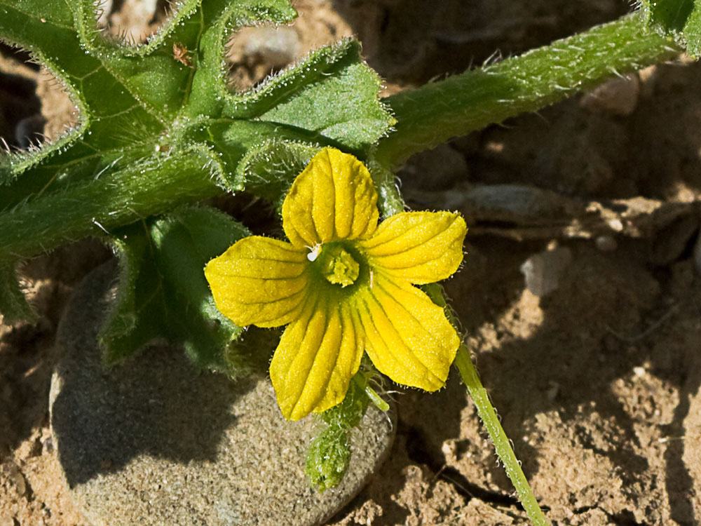 Flor de la sandía amarga (Cucumis myriocarpus)