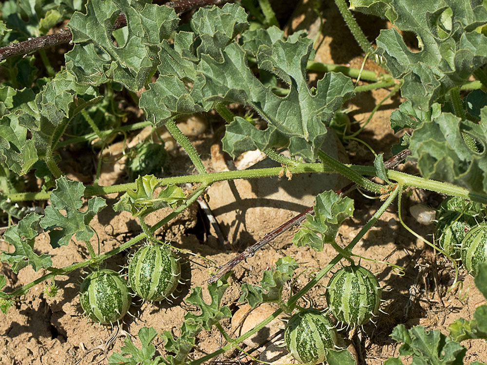 Mata de la sandía amarga (Cucumis myriocarpus)