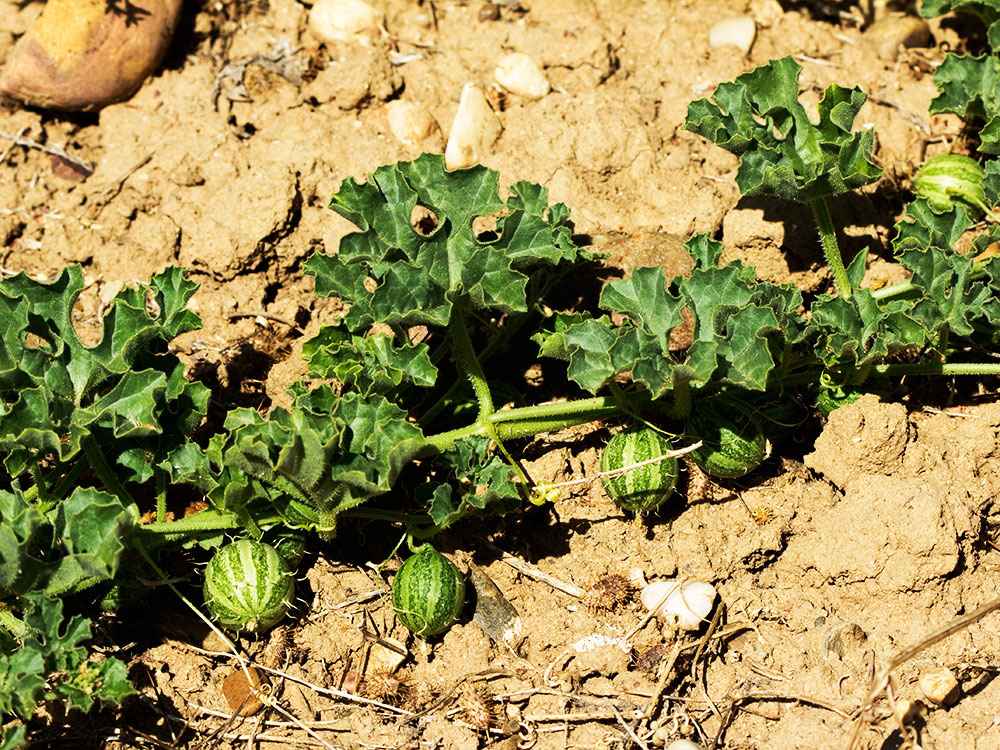 Mata de la sandía amarga (Cucumis myriocarpus)