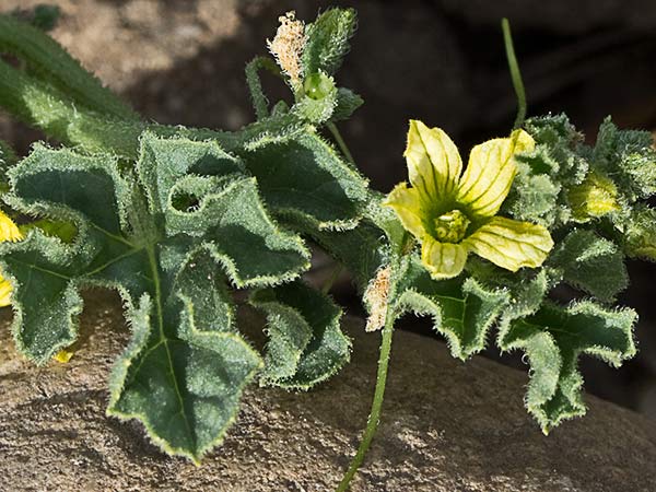 Flor de la sandía espinosa o amarga (habanera) (Cucumis myriocarpus)