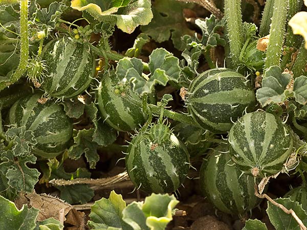 Frutos de la sandía amarga (Cucumis myriocarpus)