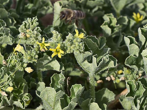 Flor de la sandía amarga (Cucumis myriocarpus)
