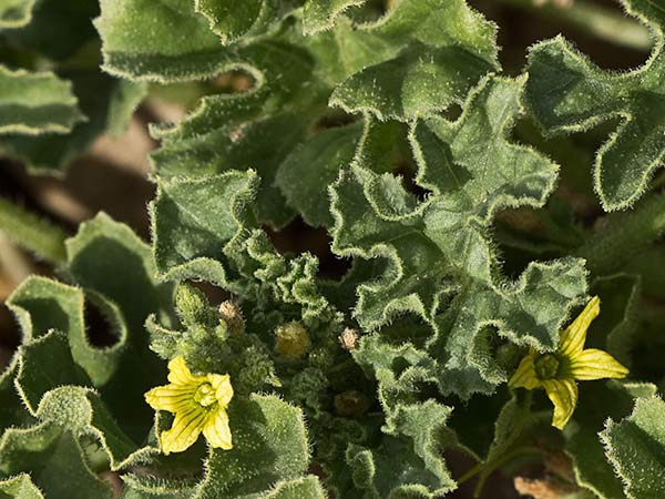 Flor de la sandía amarga (Cucumis myriocarpus)