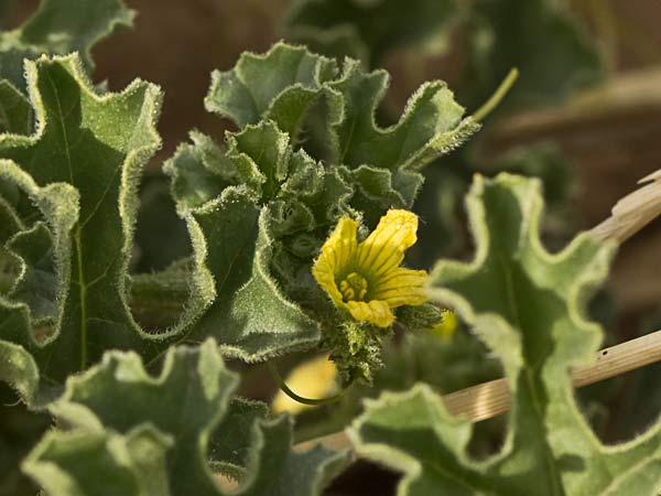 Flor de la sandía amarga (Cucumis myriocarpus)