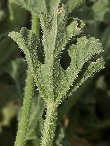 Hoja de la sandía amarga (Cucumis myriocarpus)