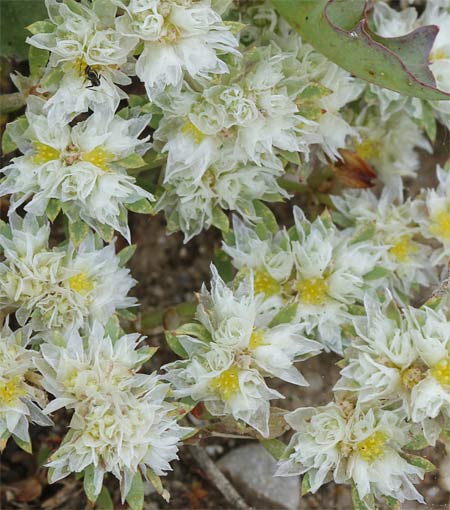 Mata de sanguinaria o nevadilla