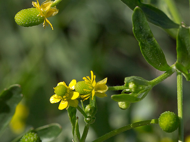 Sardonia (Ranunculus sceleratus))