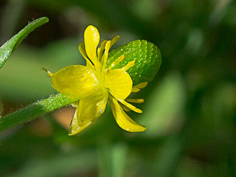 Sardonia (Ranunculus sceleratus))