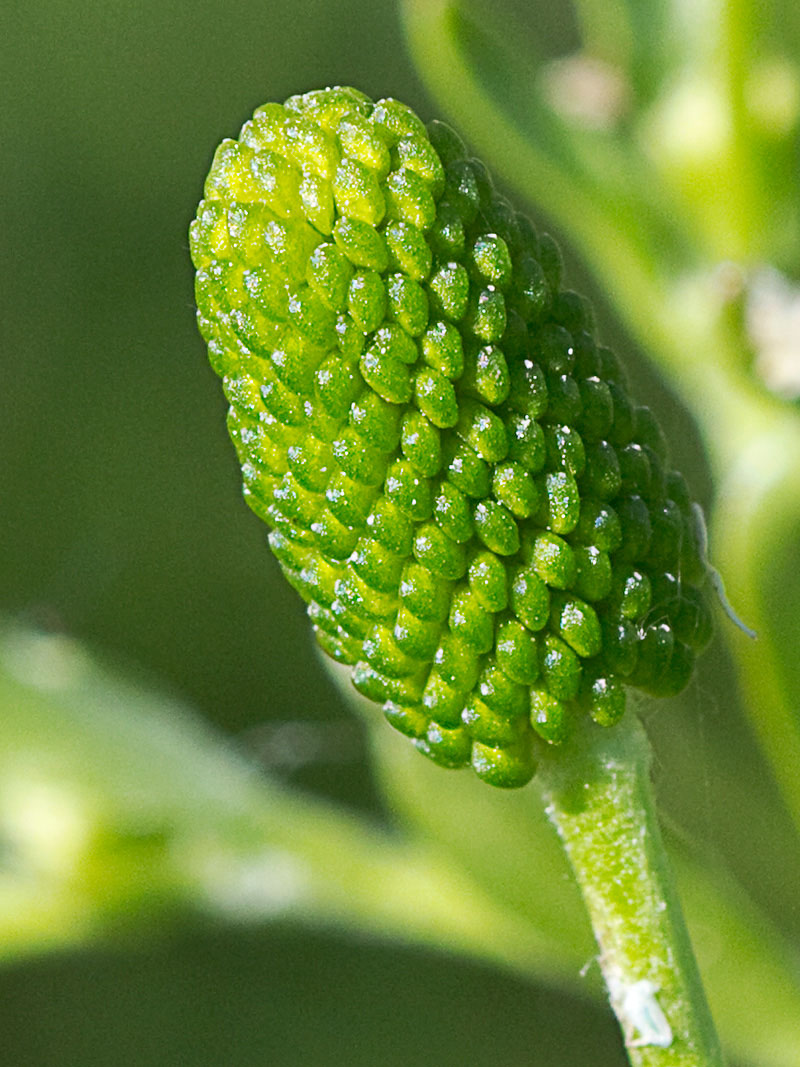 Sardonia (Ranunculus sceleratus))