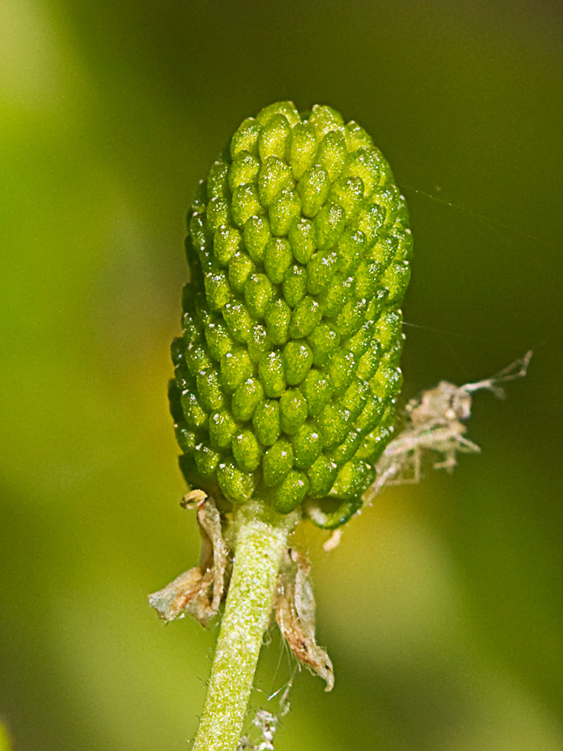Sardonia (Ranunculus sceleratus)