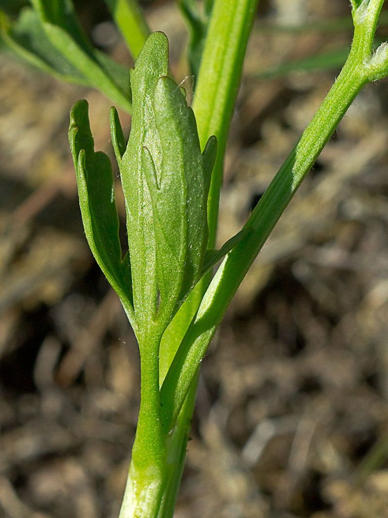 Sardonia (Ranunculus sceleratus))