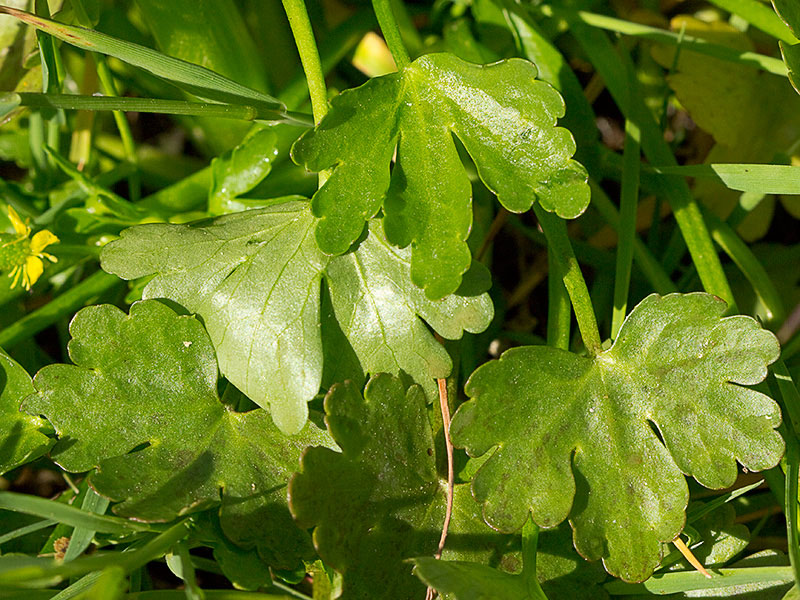 Sardonia (Ranunculus sceleratus))