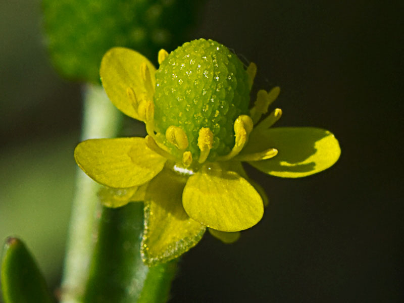 Sardonia (Ranunculus sceleratus))