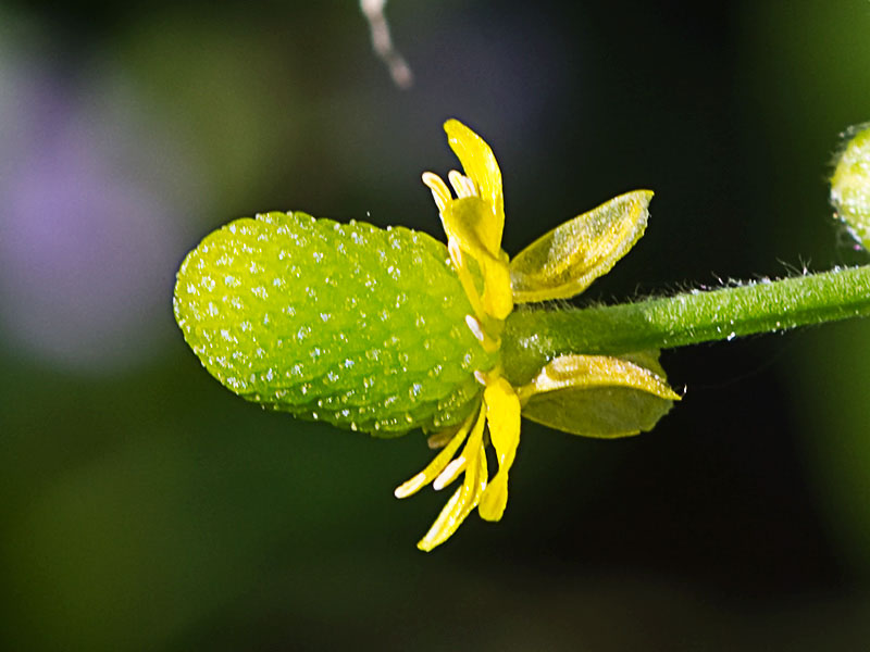 Sardonia (Ranunculus sceleratus))