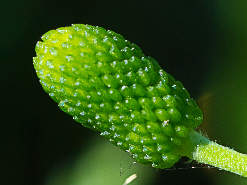 Sardonia (Ranunculus sceleratus))