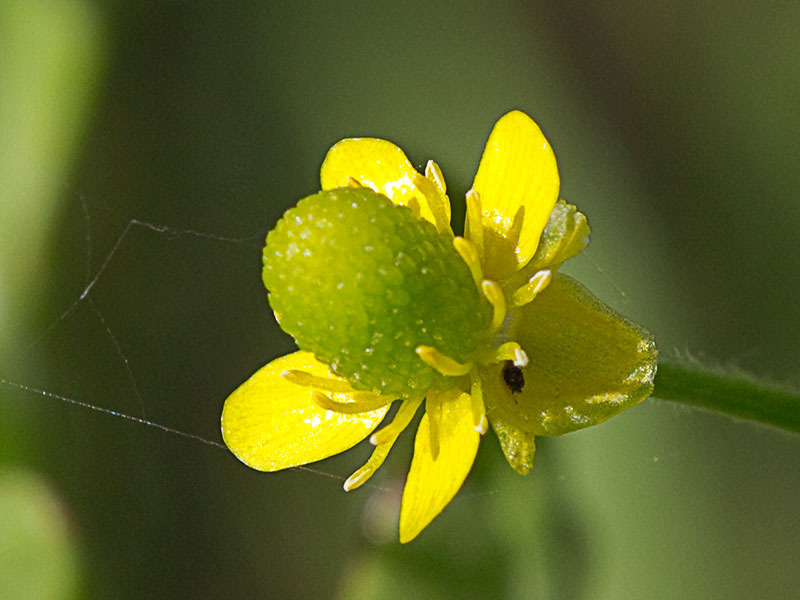 Sardonia (Ranunculus sceleratus))