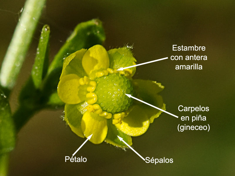 Sardonia (Ranunculus sceleratus))