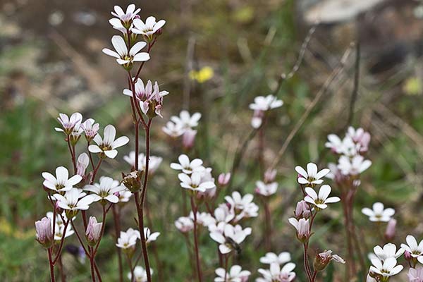 Saxifraga carpetana