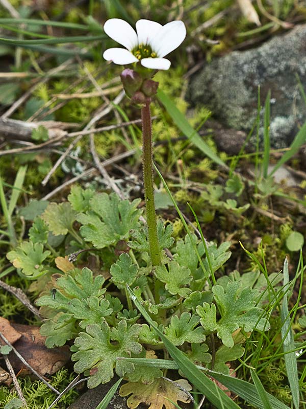 Saxifraga carpetana