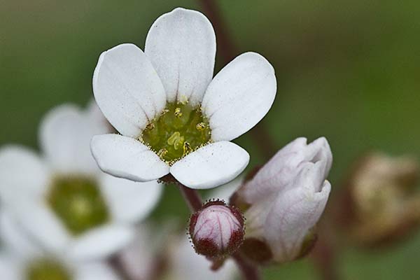 Saxifraga carpetana