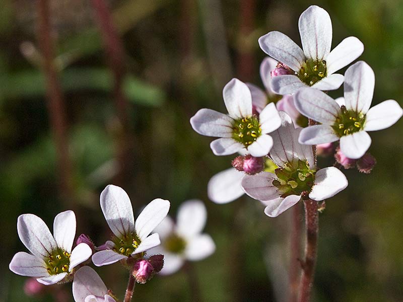 Saxifraga carpetana