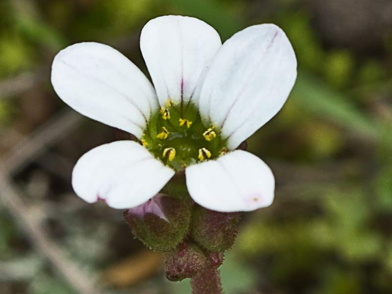 Saxifraga carpetana