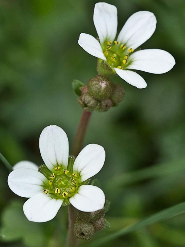 Saxifraga carpetana