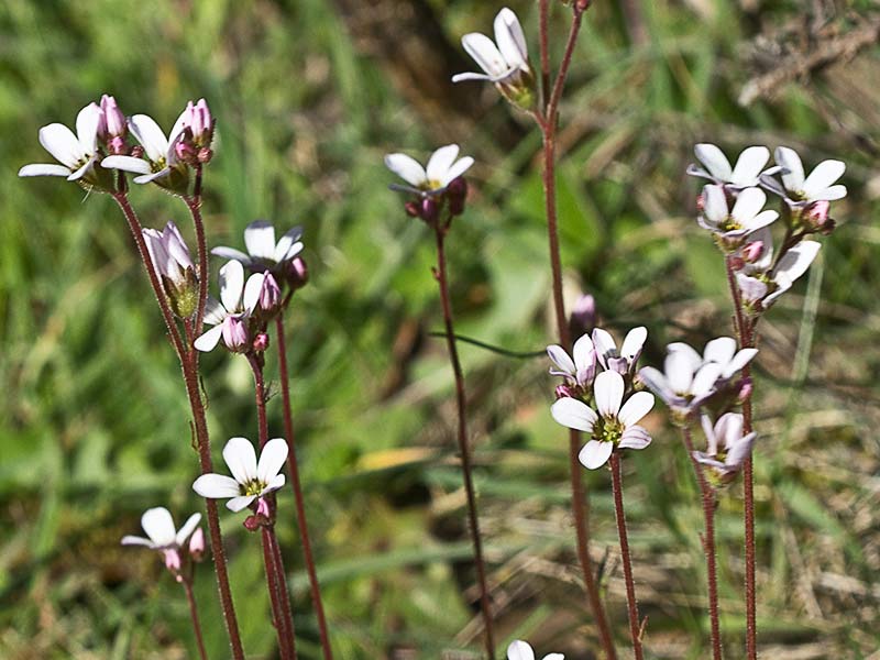 Saxifraga carpetana