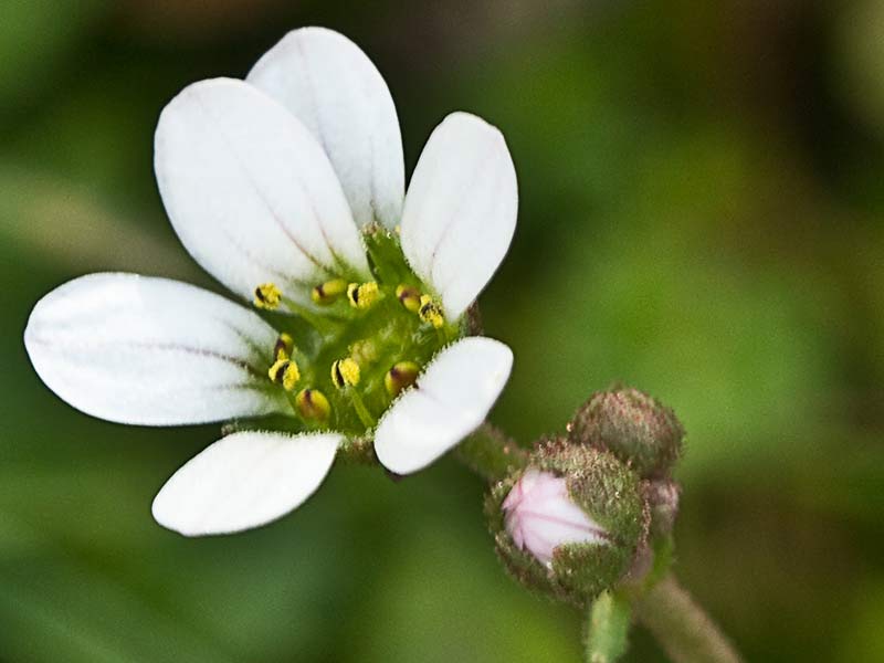 Saxifraga carpetana