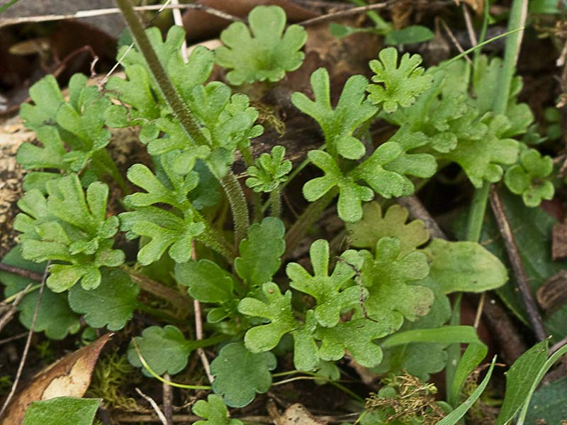 Saxifraga carpetana