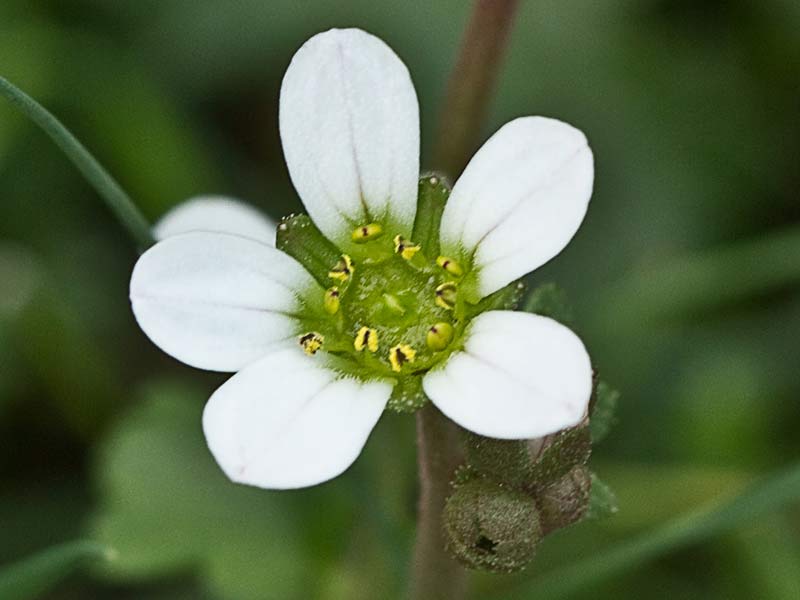 Saxifraga carpetana