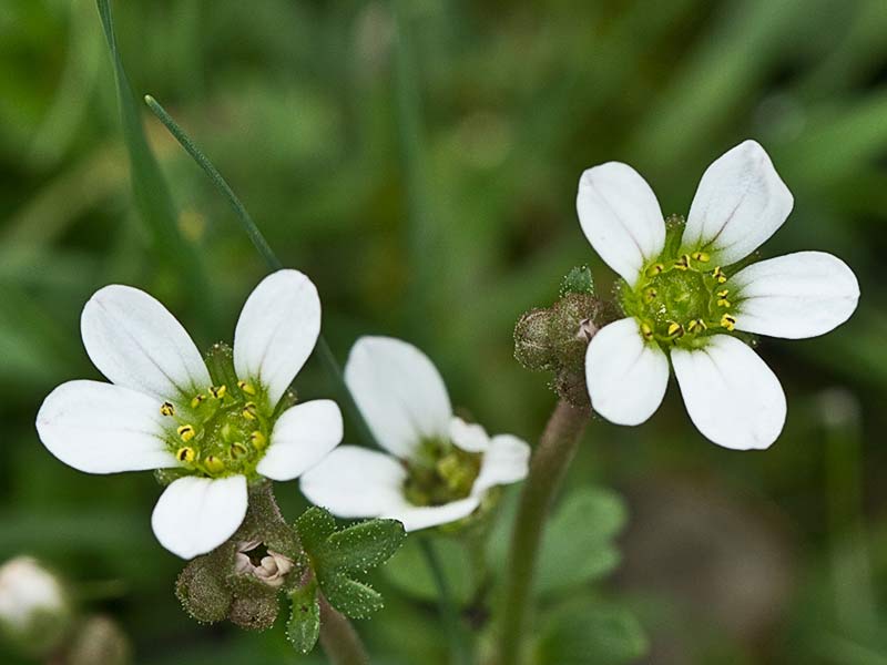 Saxifraga carpetana