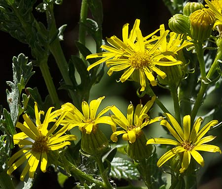 Flores de la hierba de Santiago o sacapeos (Senecio jacobaea )