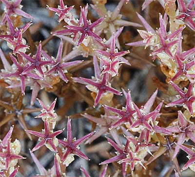 (Sedum andegavense)