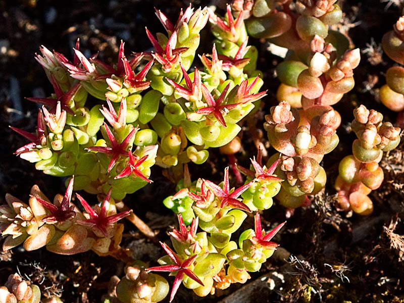 (Sedum andevagense)
