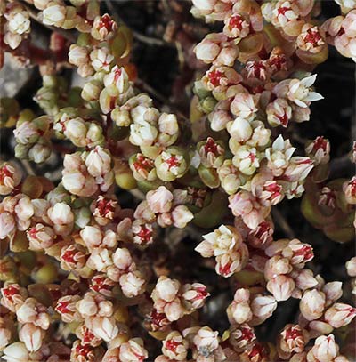 (Sedum andegavense)