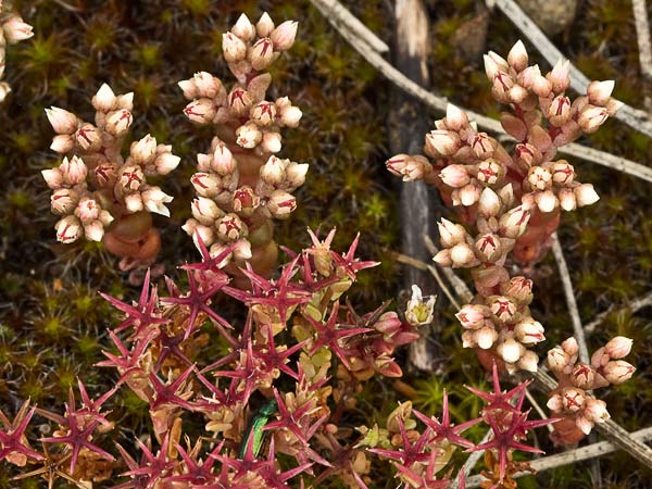 (Sedum andevagense)