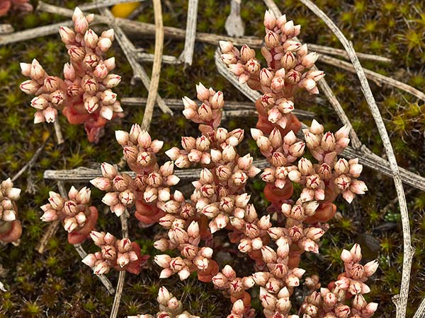 (Sedum andevagense)