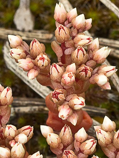 (Sedum andevagense)