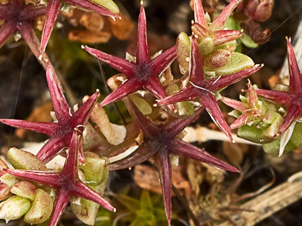 (Sedum andevagense)