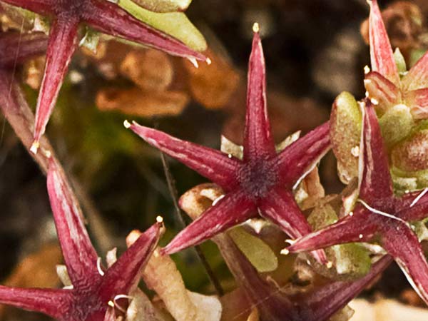 (Sedum andevagense)