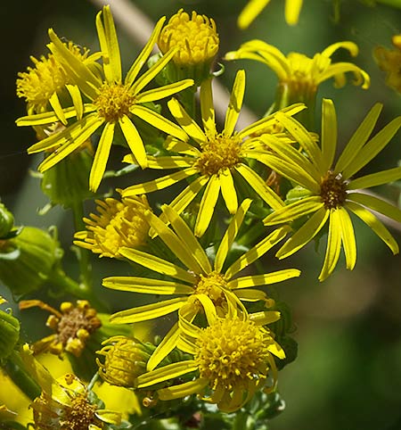 Inflorescencia de la Arnica (Senecio Jacobaea)
