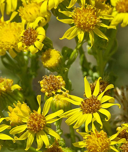 Inflorescencia de la Arnica (Senecio Jacobaea)
